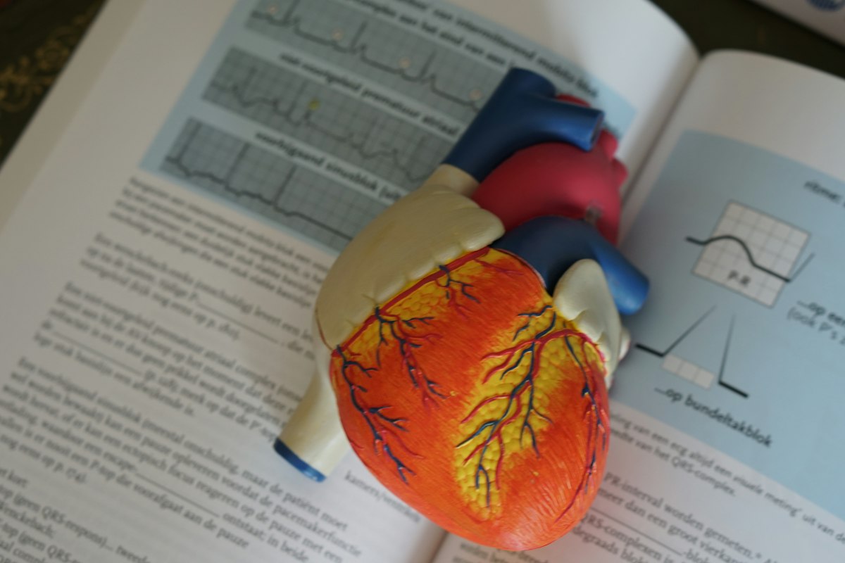 An anatomical heart model on a medical textbook