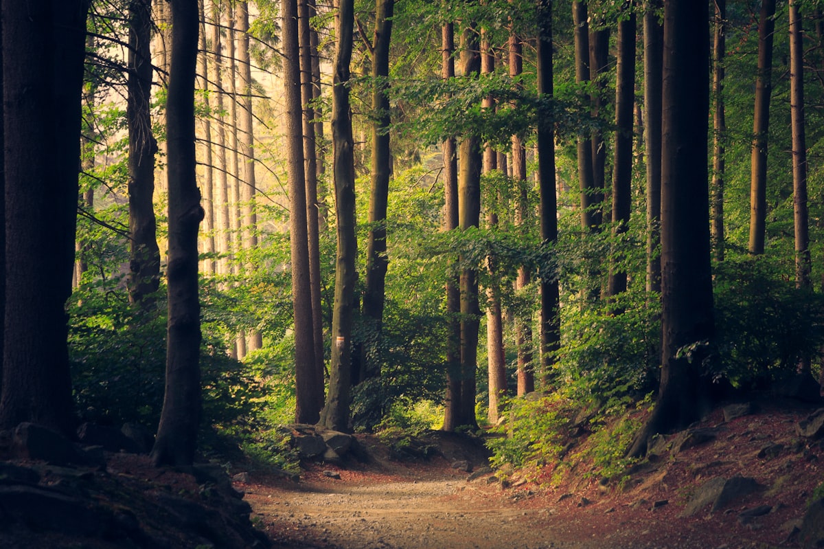 A green forest canopy